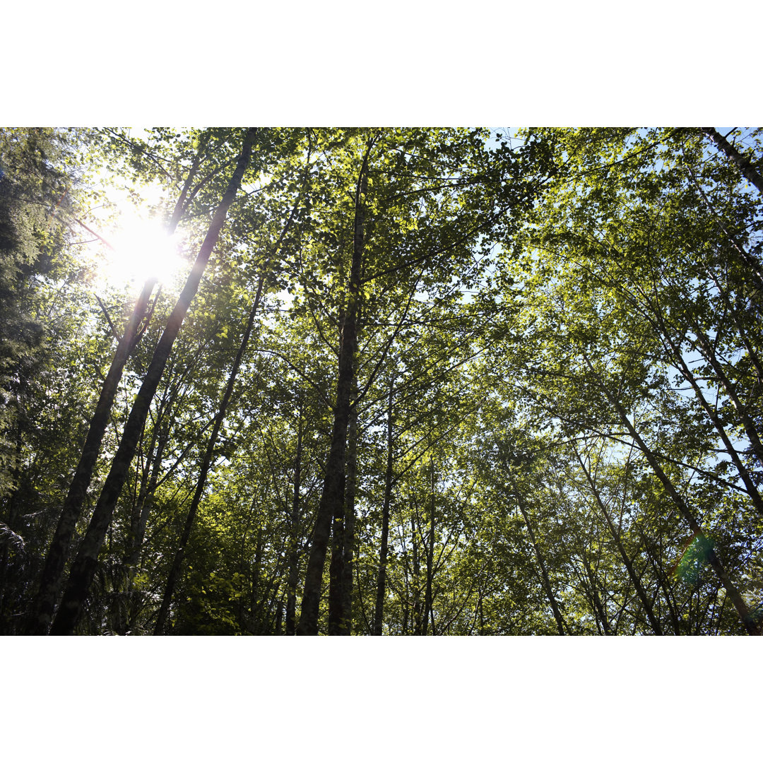 Sonnenlicht fällt durch das Blätterdach des Waldes