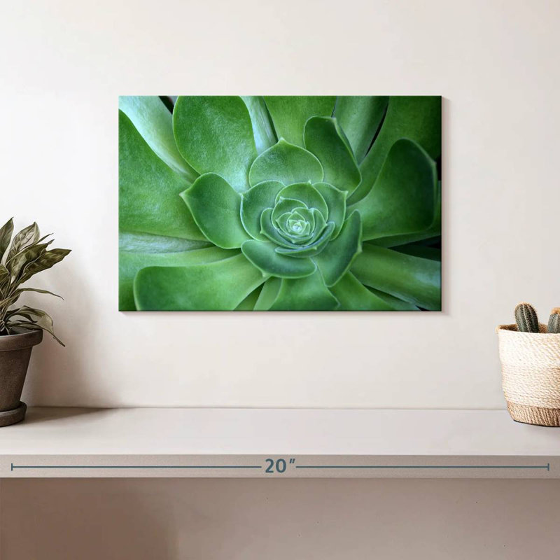 Succulant simple Harnek, H 8 po x l 12 po