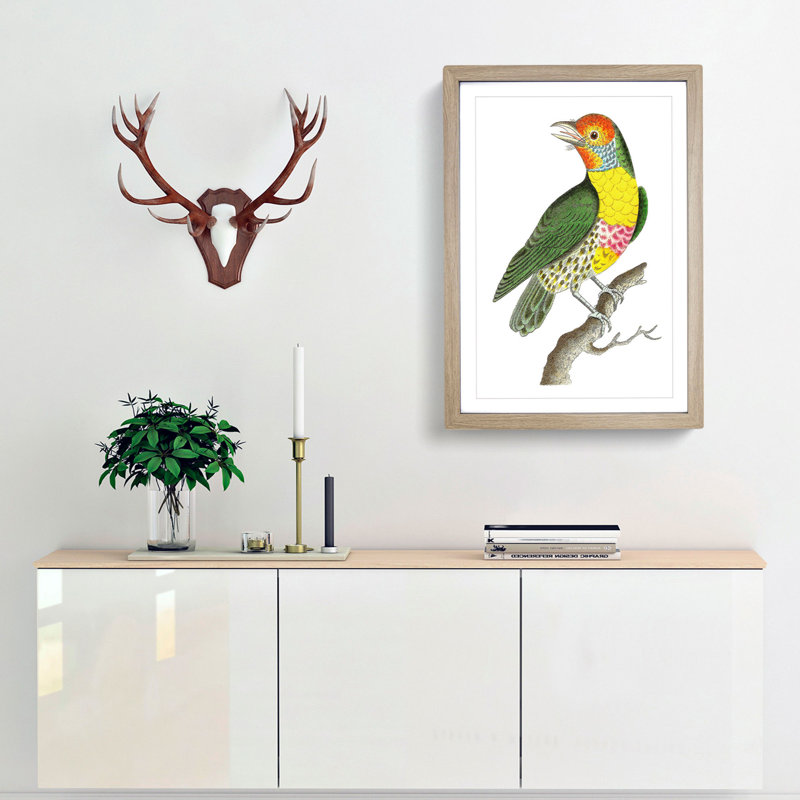 Mayna Barbet Bird by George Shaw - Framed Print, 36cm H x 27cm W x 2cm D, Oak Framed