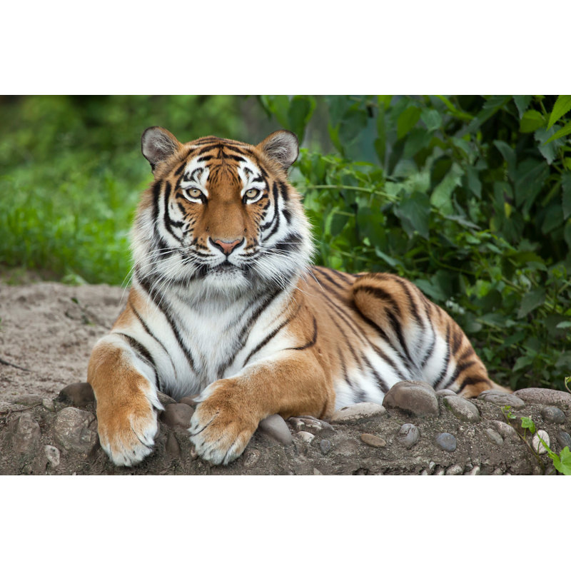 Siberian Tiger (Panthera Tigris Altaica) 1 Piece Wrapped Canvas Wall Art, 30cm H x 46cm W x 3.8cm D