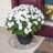 Saucer Plant Stand-32260094