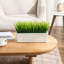 Fausse herbe dans une boîte de fenêtre en ciment