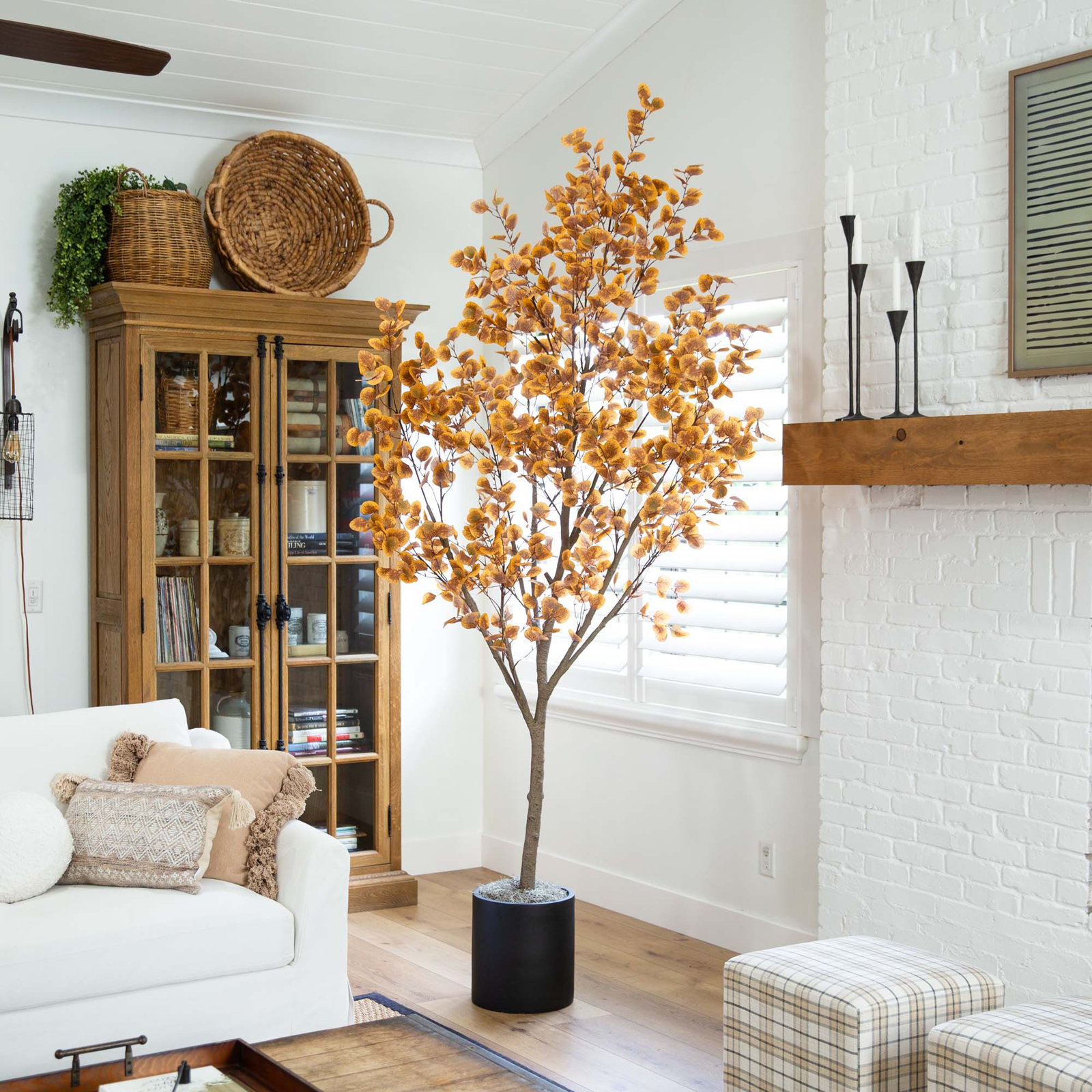 108" Eucalyptus Tree in Nursery Pot, 108" H x 48" W x 48" D