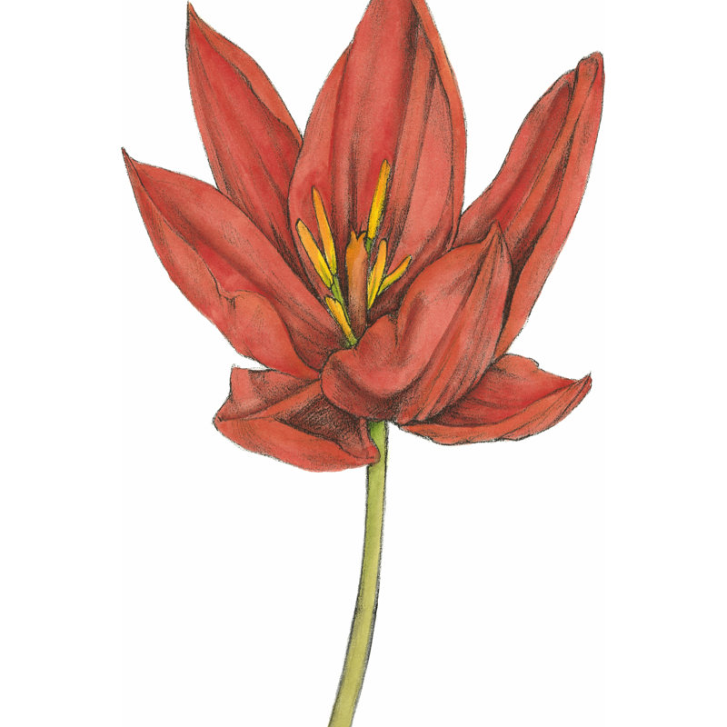 Tulip Beauty IV (P) by Jennifer Goldberger - Wrapped Canvas Painting, 46cm H x 30cm W x 3.8cm D