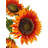 Sunflower Arrangement-1718541840