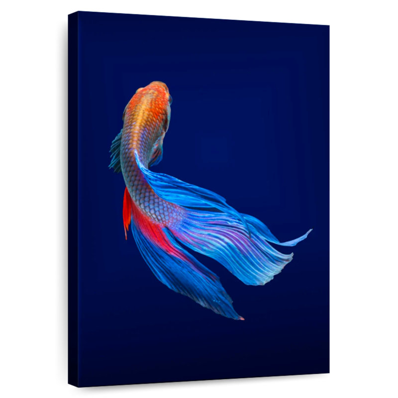 Brampt Thai Betta Fish, 24" H x 16" W