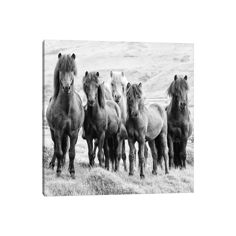 B And W Horses VIII by PHBurchett - Wrapped Canvas Print, 45.72 cm H x 45.72 cm W x 1.91 cm D