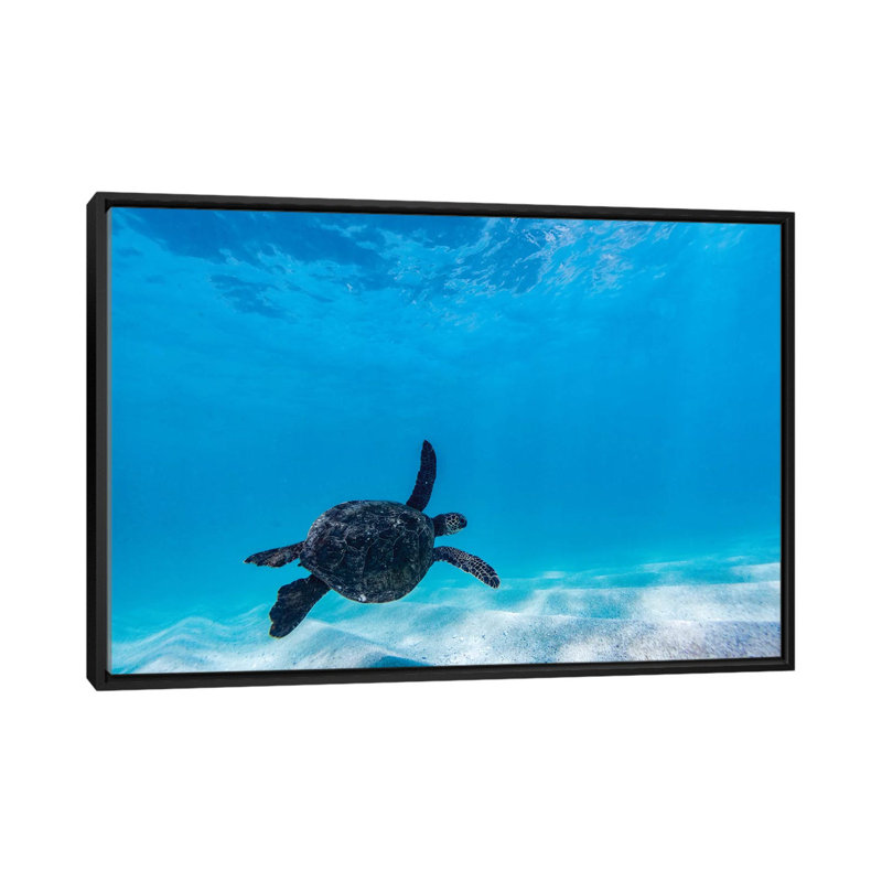 «Glide Turtle» par Sean Davey - reproduction d'art, H 40 po x l 60 po x 1,5 po, Aucun mat, Toile avec cadre noir