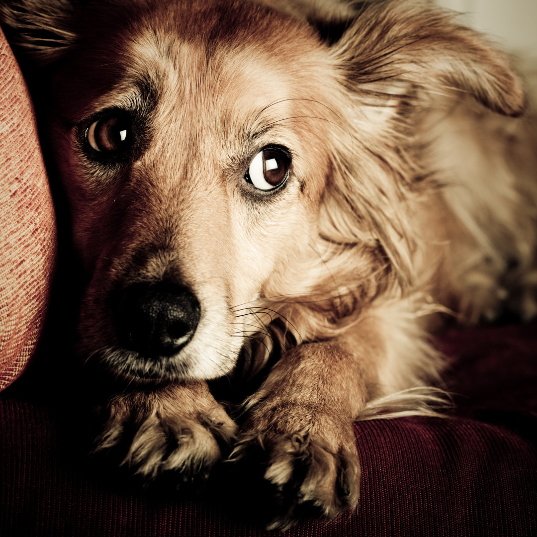 Bettelaugen Hund von Photovideostock - Drucken