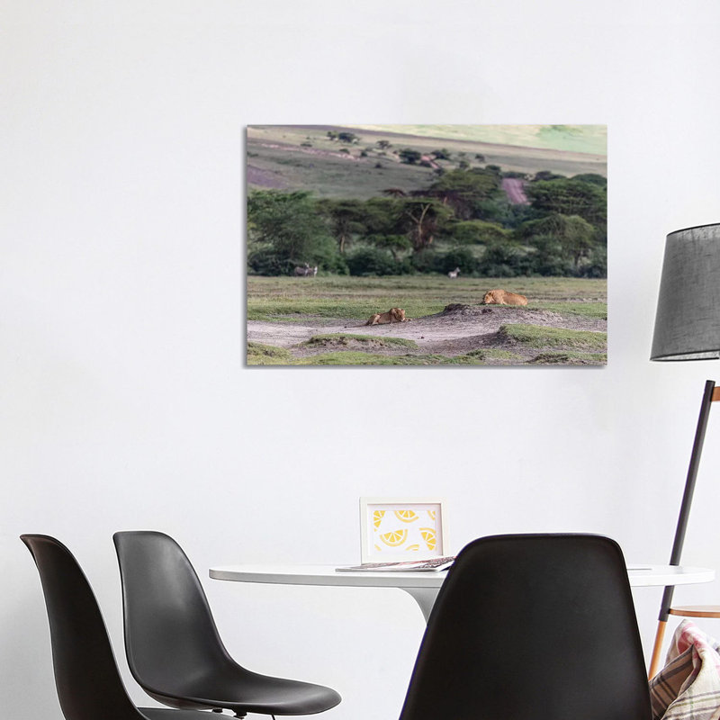 Lion Sleep by Anders Jorulf - Wrapped Canvas Gallery-Wrapped Canvas Giclée, 101.6 cm H x 66.04 cm W