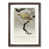 Walnut Framed selected