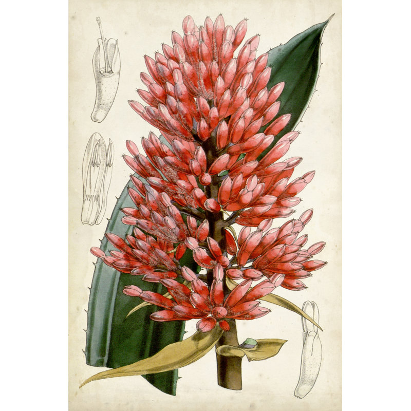 Tropical Gems V 1 Piece Wrapped Canvas Painting, 122cm H x 81cm W x 3.8cm D