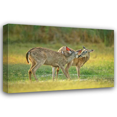 Alcott Hill® Welling, Dave Gallery Wrapped Canvas Art: TX, McAllen Wild whitetail deer pair at a pond