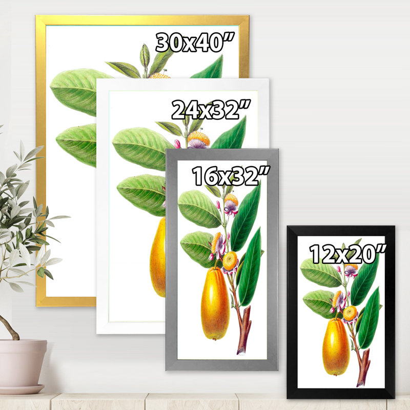 «Vintage Fruits I», reproduction sur toile encadrée, H 32 po x l 24 po x P 1 po, Blanc