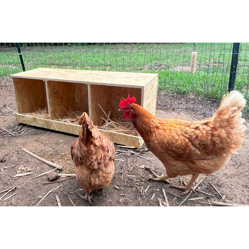 Natural Wood Triple Nesting Box for Hens