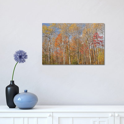 «Forest Colors» par Brian Wolf - photographie sur toile tendue