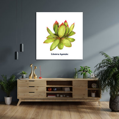 " Echeveria Agavoides I "