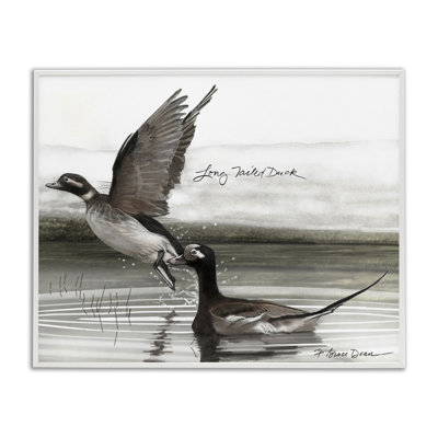 Long Tailed Duck Giclee Art by Jadei Graphics