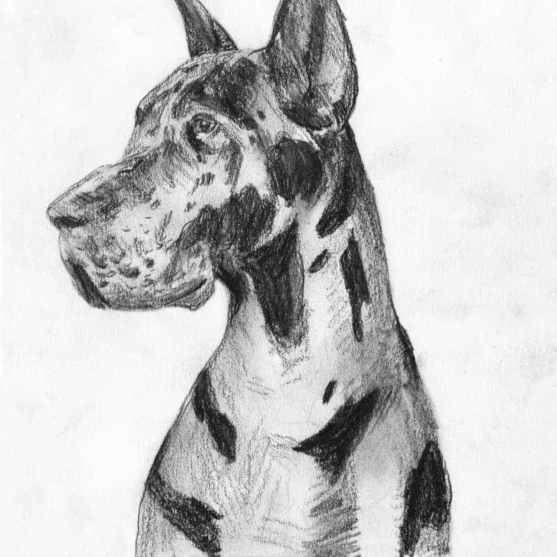 Great Dane Portrait I by Melissa Wang - Wrapped Canvas Painting, 76cm H x 76cm W x 3.8cm D