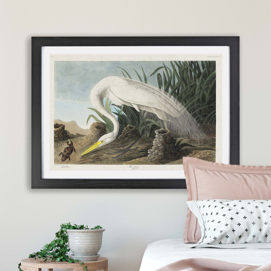 White Heron by John James Audubon - Framed Print