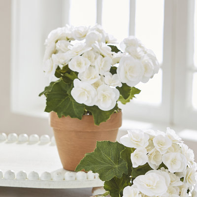 10.5'' Flowering Plant in Pot