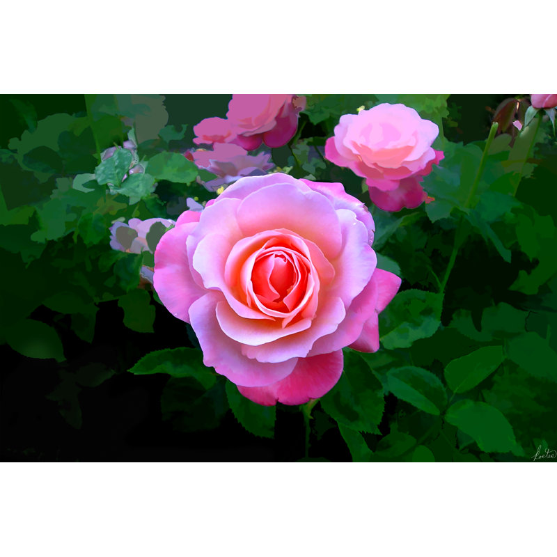 A Rose Is A Rose Print by Tom Kostes, 25.25" H x 31.25" W