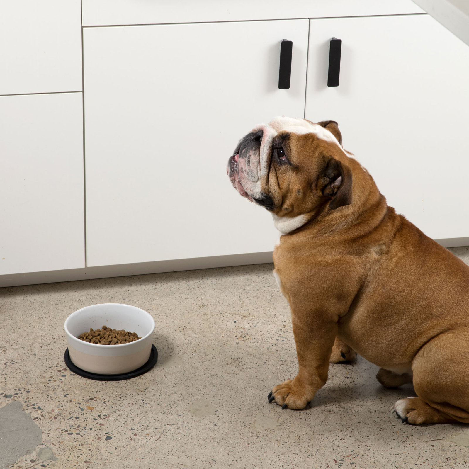 Circle Habit Pet Feeding Mat, Black, Large (9")