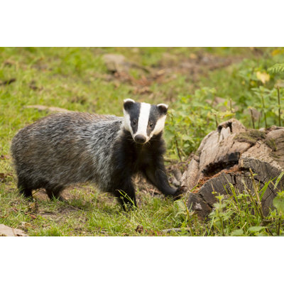 European Badger by Helen Davies - Wrapped Canvas Print