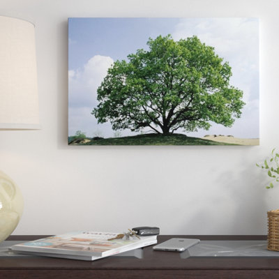 " English Oak "