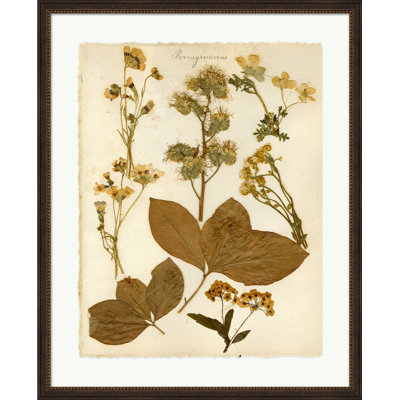 Napa Valley 1872 Herbarium - Impression sur toile encadrée