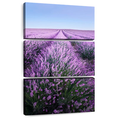 Lavande française Alvord Provence