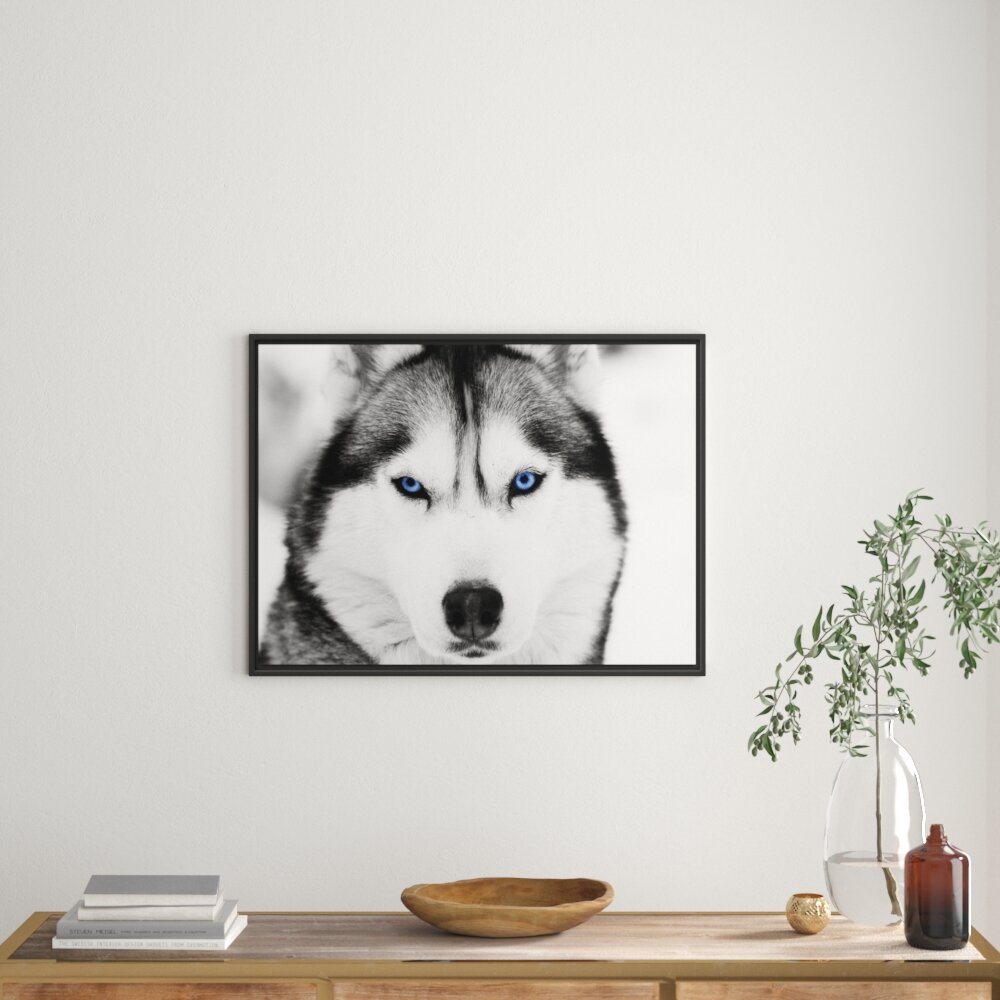 Gerahmtes Wandbild Husky mit blauen Augen