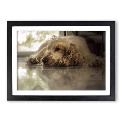 Cocker Spaniel Dog Framed Photographic - Framed Print