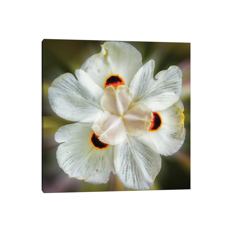 Close Up Of A White Flower by Glauco Meneghelli - Wrapped Canvas Print, 30.48cm H x 30.48cm W x 1.9cm D