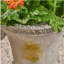 DELPHINE URN