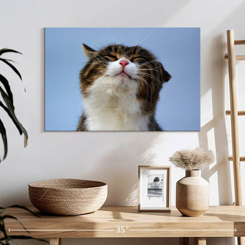 Chat rafraîchi, H 16 po x l 24 po