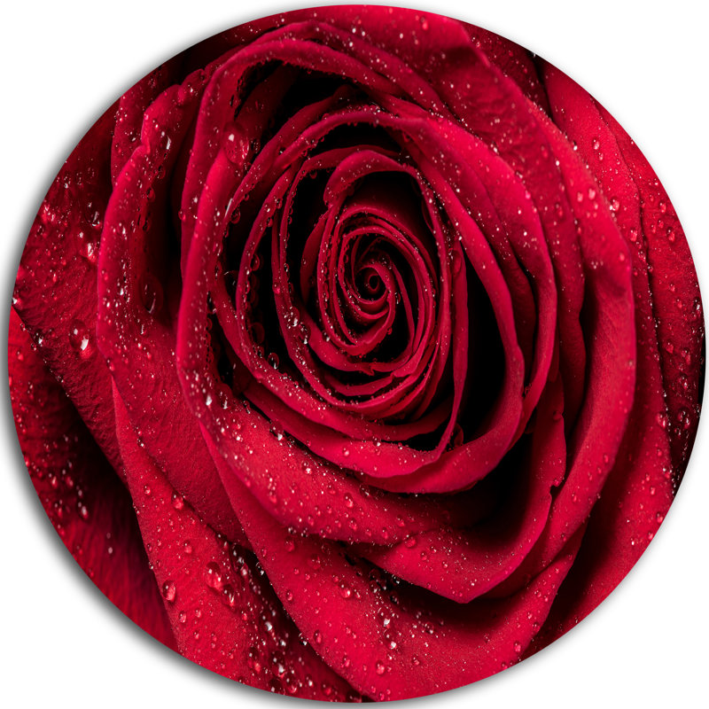 «Red Rose Petals with Rain Droplets», photographie, H 23 po x l 23 po x P 1 po, Métal métal