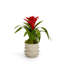 Bromeliad Floral Arrangement in Pot-919052389