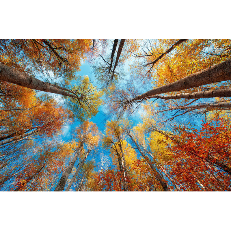 Toile d'automne - art mural sur toile tendue, H 16 po x l 24 po