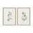 Eucalyptus 4a & Eucalyptus 4b by Maja Mitrovic of Makes My Day Happy Framed Canvas Wall Art Set-360079443-315176911