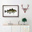 Cod Fish by M.E. Bloch - Picture Frame Painting-57864472-57864473