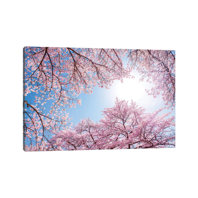Cherry Blossom In Spring by Jan Becke - Wrapped Canvas Print, 20.32 cm H x 30.48 cm W