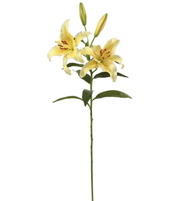 LILY RUBRUM STEM