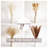 17'' Pampas Grass Plant