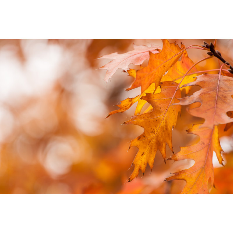 Autumn Leaves by Altocumulus - Wrapped Canvas Print, 30cm H x 46cm W