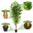 72'' Faux Banyan Tree in Pot