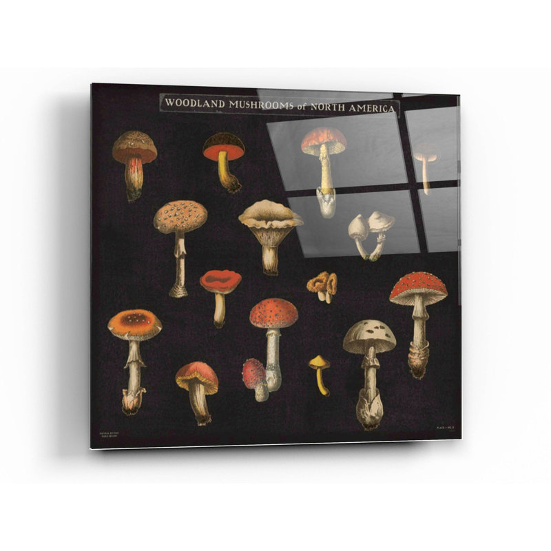 «Mushroom Chart I» par Wild Apple Portfolio, art mural en verre acrylique