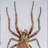 Genuine Medium Spider In Lucite
