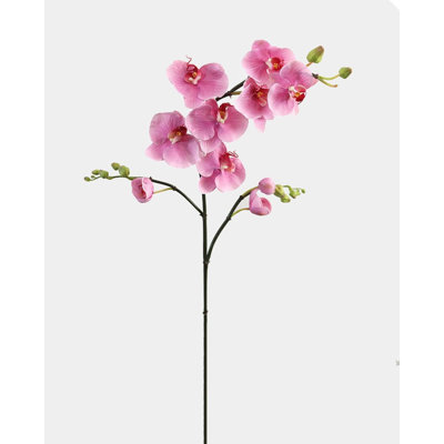 Pink Flowering Phalaenopsis Orchid 34"