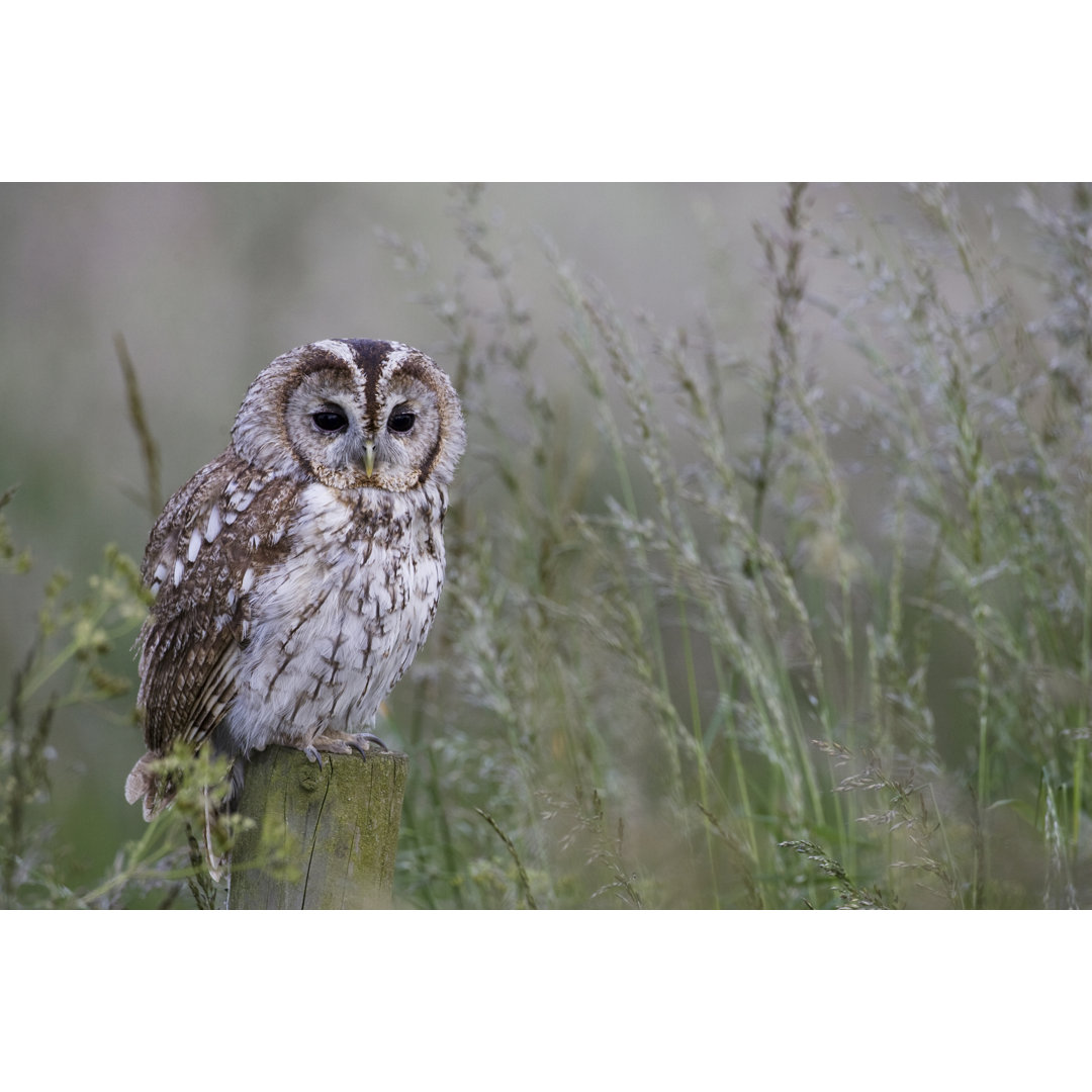 Tawny Owl von Rickochet - Kunstdrucke auf Leinwand ohne Rahmen